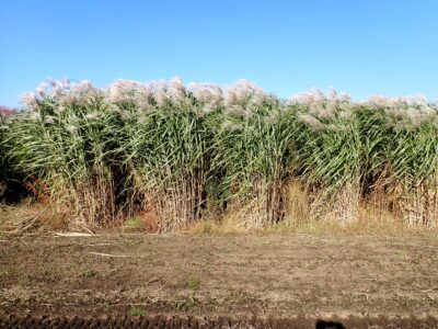 秋・冬の成株刈取期、黄金色の立ち枯れ