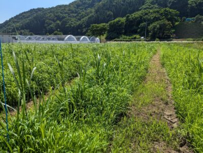 盛夏、生育期の青々としたオギススキ(1年目)